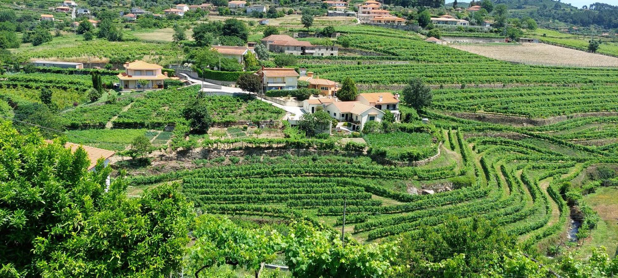 Вілла Quinta Dos Castros Douro Байан Екстер'єр фото