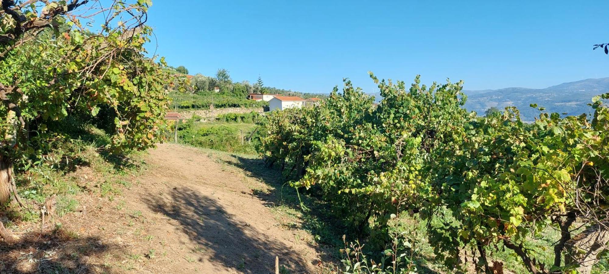 Вілла Quinta Dos Castros Douro Байан Екстер'єр фото