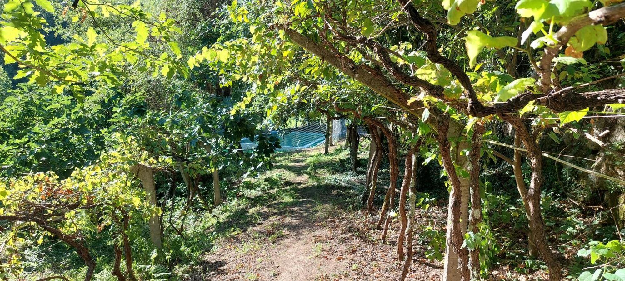 Вілла Quinta Dos Castros Douro Байан Екстер'єр фото