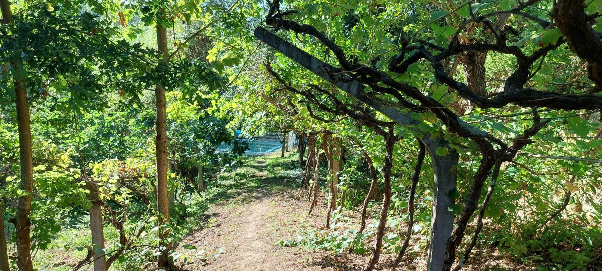Вілла Quinta Dos Castros Douro Байан Екстер'єр фото