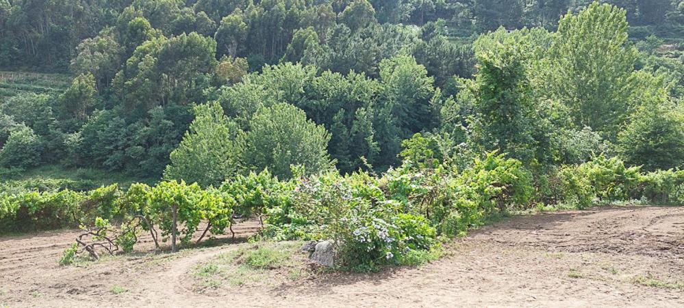 Вілла Quinta Dos Castros Douro Байан Екстер'єр фото